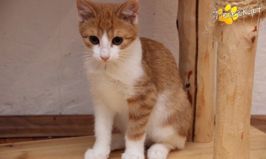 Katze Gizmo (Foto by Tiereck.at - Lavanttaler Tierhilfe)