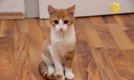 Katze Gizmo (Foto by Tiereck.at - Lavanttaler Tierhilfe)