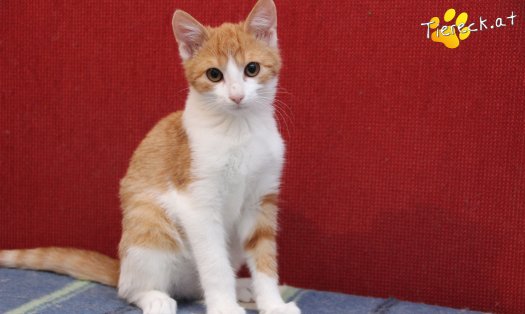 Katze Gizmo (Foto by Tiereck.at - Lavanttaler Tierhilfe)