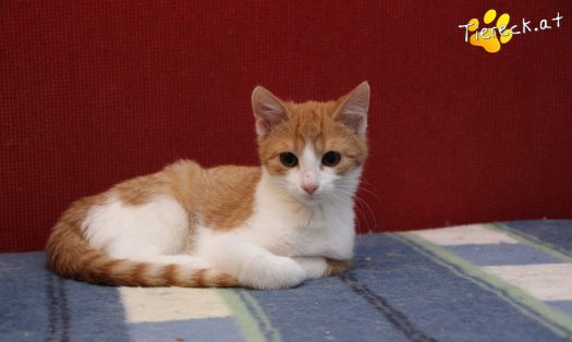 Katze Gizmo (Foto by Tiereck.at - Lavanttaler Tierhilfe)