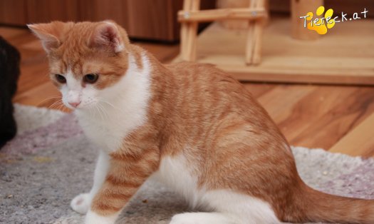 Katze Gizmo (Foto by Tiereck.at - Lavanttaler Tierhilfe)