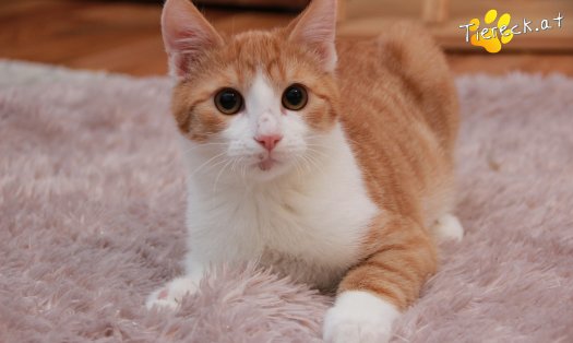 Katze Gizmo (Foto by Tiereck.at - Lavanttaler Tierhilfe)