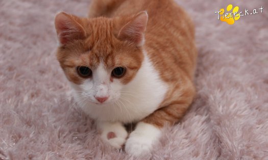 Katze Gizmo (Foto by Tiereck.at - Lavanttaler Tierhilfe)