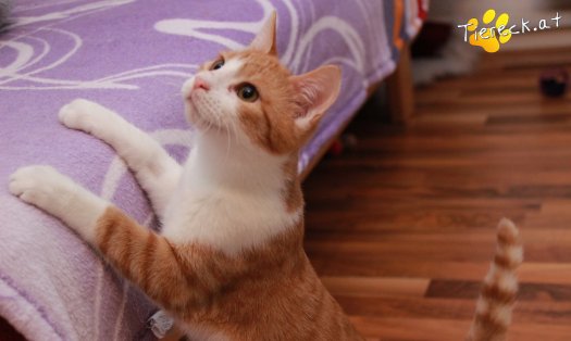 Katze Gizmo (Foto by Tiereck.at - Lavanttaler Tierhilfe)
