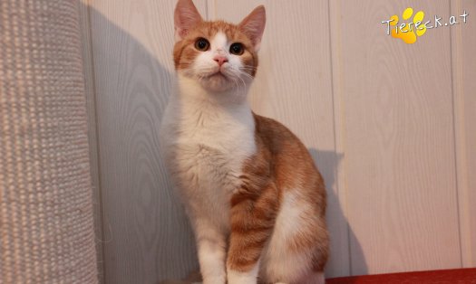 Katze Gizmo (Foto by Tiereck.at - Lavanttaler Tierhilfe)