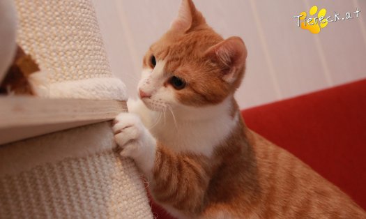 Katze Gizmo (Foto by Tiereck.at - Lavanttaler Tierhilfe)