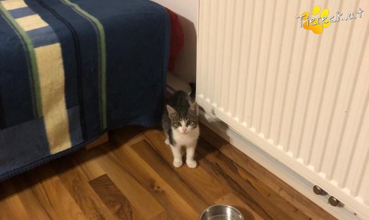 Katze Vincent (Foto by Tiereck.at - Lavanttaler Tierhilfe)