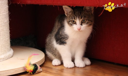 Katze Vincent (Foto by Tiereck.at - Lavanttaler Tierhilfe)