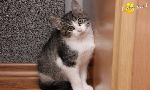 Katze Vincent (Foto by Tiereck.at - Lavanttaler Tierhilfe)