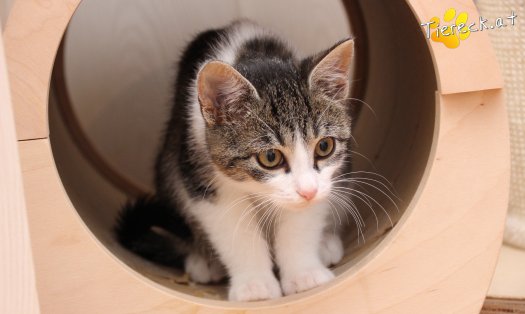 Katze Vincent (Foto by Tiereck.at - Lavanttaler Tierhilfe)