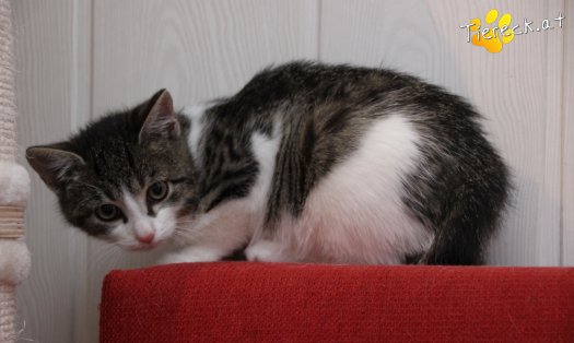 Katze Vincent (Foto by Tiereck.at - Lavanttaler Tierhilfe)