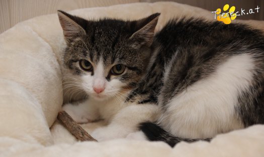 Katze Vincent (Foto by Tiereck.at - Lavanttaler Tierhilfe)