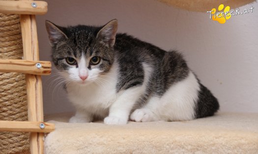 Katze Vincent (Foto by Tiereck.at - Lavanttaler Tierhilfe)