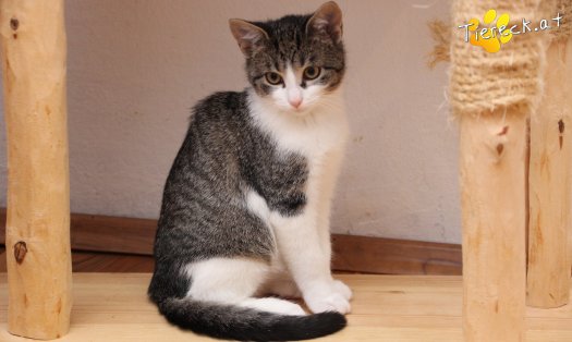 Katze Vincent (Foto by Tiereck.at - Lavanttaler Tierhilfe)