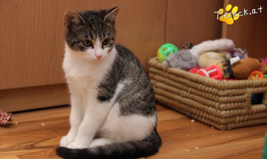Katze Vincent (Foto by Tiereck.at - Lavanttaler Tierhilfe)