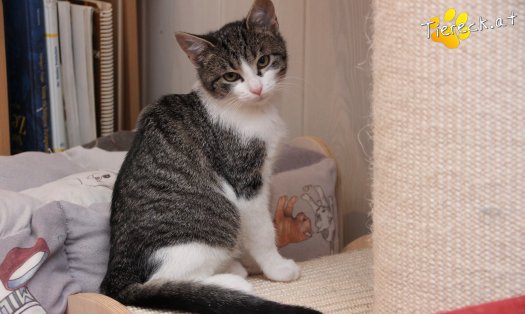 Katze Vincent (Foto by Tiereck.at - Lavanttaler Tierhilfe)
