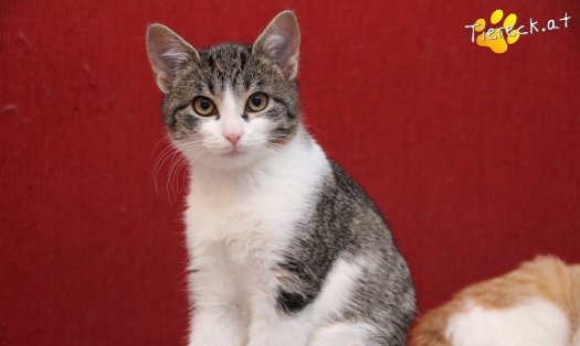 Katze Vincent (Foto by Tiereck.at - Lavanttaler Tierhilfe)