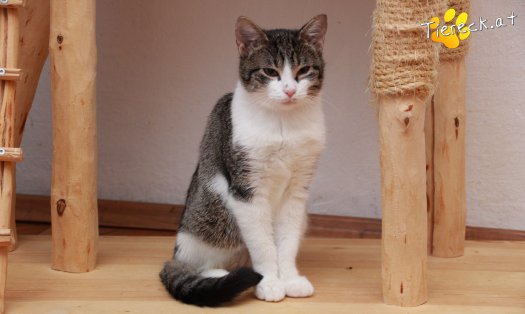 Katze Vincent (Foto by Tiereck.at - Lavanttaler Tierhilfe)
