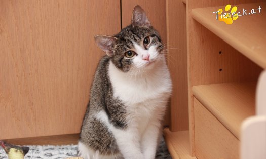 Katze Vincent (Foto by Tiereck.at - Lavanttaler Tierhilfe)
