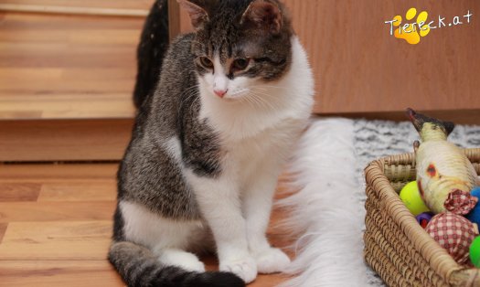 Katze Vincent (Foto by Tiereck.at - Lavanttaler Tierhilfe)