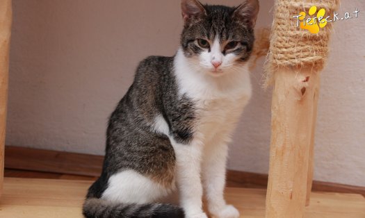 Katze Vincent (Foto by Tiereck.at - Lavanttaler Tierhilfe)