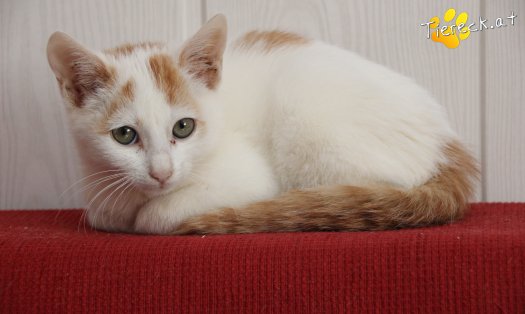 Katze Pete (Foto by Tiereck.at - Lavanttaler Tierhilfe)