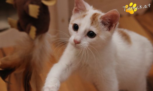 Katze Pete (Foto by Tiereck.at - Lavanttaler Tierhilfe)