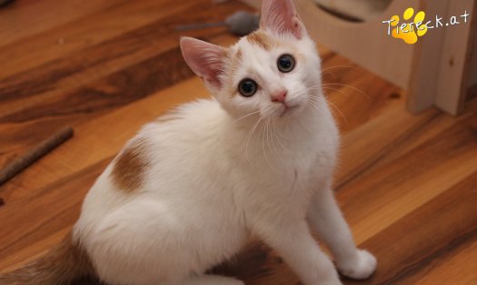 Katze Pete (Foto by Tiereck.at - Lavanttaler Tierhilfe)