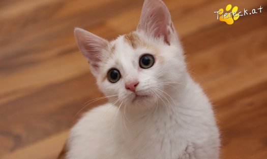 Katze Pete (Foto by Tiereck.at - Lavanttaler Tierhilfe)