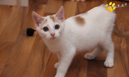 Katze Pete (Foto by Tiereck.at - Lavanttaler Tierhilfe)