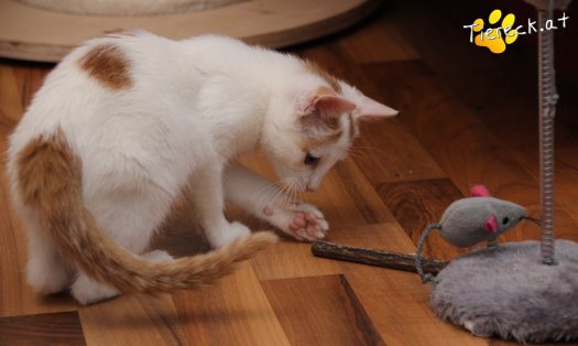 Katze Pete (Foto by Tiereck.at - Lavanttaler Tierhilfe)
