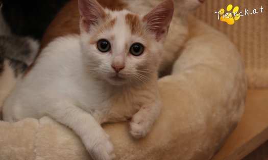 Katze Pete (Foto by Tiereck.at - Lavanttaler Tierhilfe)