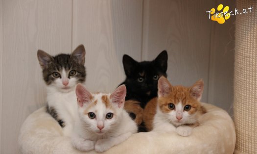 Katze Pete (Foto by Tiereck.at - Lavanttaler Tierhilfe)