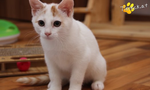 Katze Pete (Foto by Tiereck.at - Lavanttaler Tierhilfe)