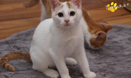 Katze Pete (Foto by Tiereck.at - Lavanttaler Tierhilfe)