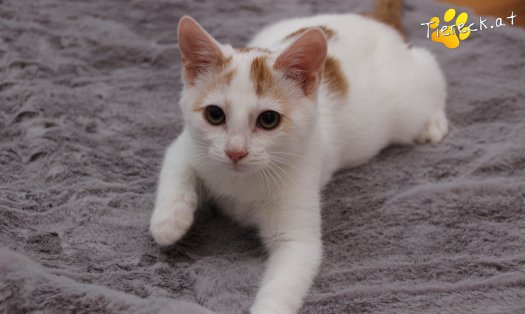 Katze Pete (Foto by Tiereck.at - Lavanttaler Tierhilfe)