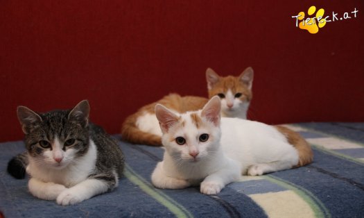 Katze Pete (Foto by Tiereck.at - Lavanttaler Tierhilfe)