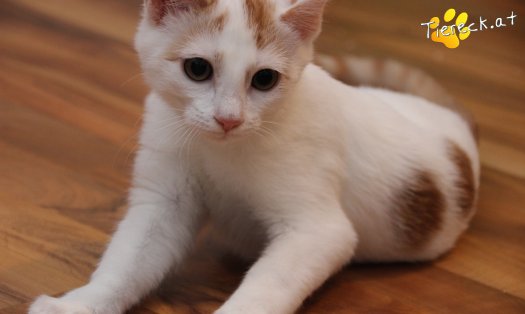 Katze Pete (Foto by Tiereck.at - Lavanttaler Tierhilfe)