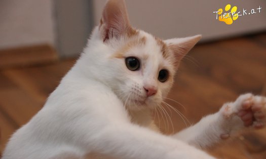 Katze Pete (Foto by Tiereck.at - Lavanttaler Tierhilfe)