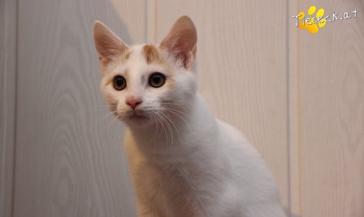 Katze Pete (Foto by Tiereck.at - Lavanttaler Tierhilfe)