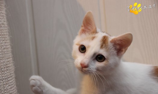 Katze Pete (Foto by Tiereck.at - Lavanttaler Tierhilfe)