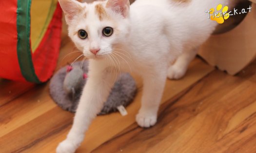 Katze Pete (Foto by Tiereck.at - Lavanttaler Tierhilfe)