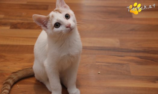 Katze Pete (Foto by Tiereck.at - Lavanttaler Tierhilfe)