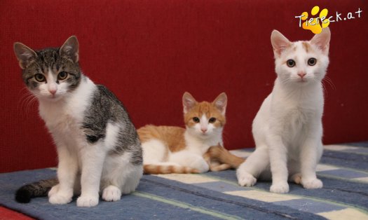 Katze Pete (Foto by Tiereck.at - Lavanttaler Tierhilfe)