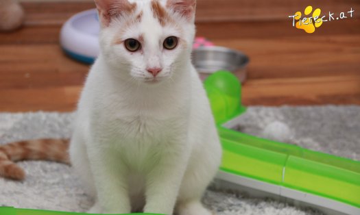 Katze Pete (Foto by Tiereck.at - Lavanttaler Tierhilfe)