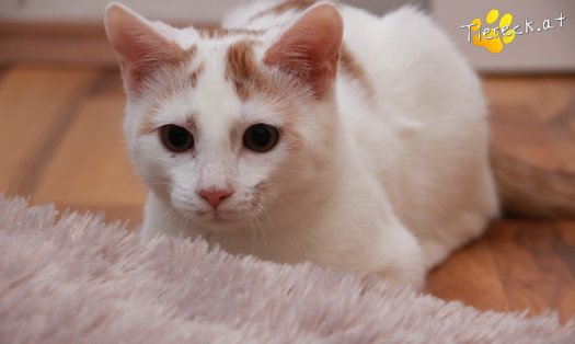 Katze Pete (Foto by Tiereck.at - Lavanttaler Tierhilfe)