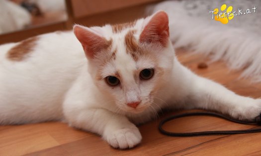 Katze Pete (Foto by Tiereck.at - Lavanttaler Tierhilfe)
