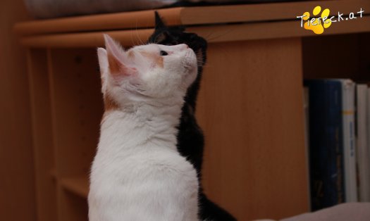 Katze Pete (Foto by Tiereck.at - Lavanttaler Tierhilfe)