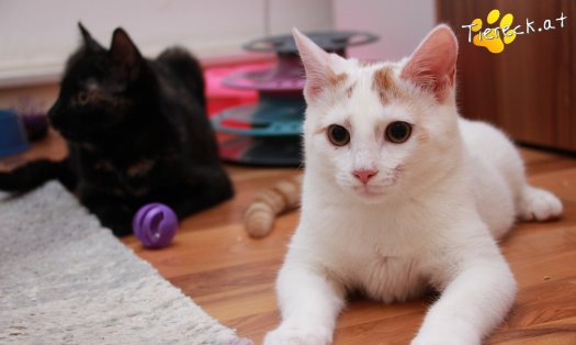 Katze Pete (Foto by Tiereck.at - Lavanttaler Tierhilfe)