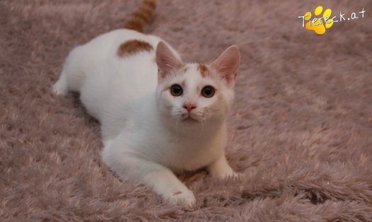 Katze Pete (Foto by Tiereck.at - Lavanttaler Tierhilfe)